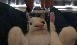 带你吃瓜沙雕奶茶视频,笑料满满回味无穷