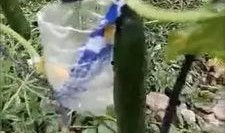 酉阳吃瓜事件视频曝光最新,视频曝光揭示惊人真相