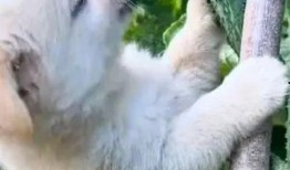 搞笑吃瓜狗狗视频,笑料横生萌态十足！