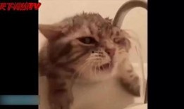 吃瓜音乐搞笑动物视频,吃瓜音乐中的搞笑动物狂欢