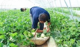 阎良吃瓜视频,揭秘网红美食背后的故事