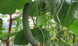 史丹丽吃瓜视频大全最新,盘点娱乐圈那些鲜为人知的幕后故事