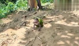 女吃瓜像猴子视频下载,下载热潮席卷网络