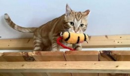 小猫吃饼干瓜视频播放,萌态十足引网友爆笑