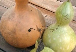 葫芦瓜能干啥吃的呢视频,从家常菜到创意料理