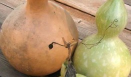 葫芦瓜能干啥吃的呢视频,从家常菜到创意料理