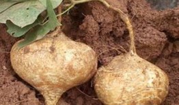 土瓜长牙还可以吃吗视频,食用安全指南揭秘