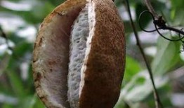 老小孩吃八月瓜好吗视频,揭秘养生美食新选择