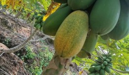 西双版纳吃瓜视频,吃瓜视频带你领略热带风情