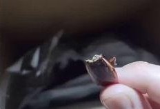 崽崽吃瓜视频在线播放免费,免费在线观看，揭秘娱乐圈幕后故事