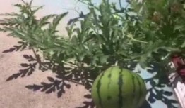 燕山大学吃瓜视频,揭秘校园生活趣味瞬间