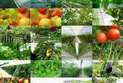 吃瓜买水果的视频素材大全,揭秘吃瓜买水果视频素材大全