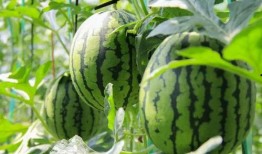 农民摘西瓜吃瓜视频大全,农民摘西瓜吃瓜视频大盘点