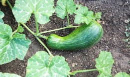 瓠瓜可以砍着吃吗视频,颠覆传统烹饪方式